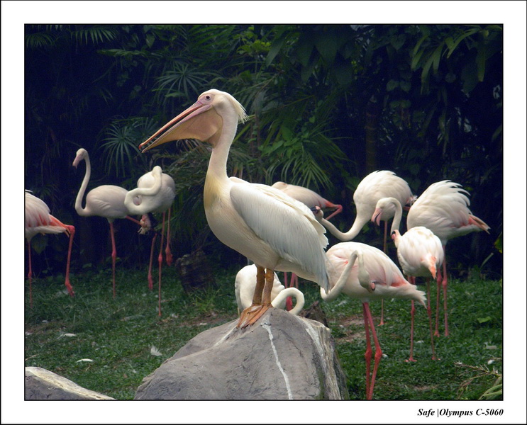 2005 - 08 - KUL - parc animalier  - 51.JPG